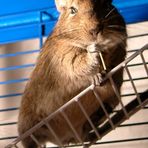 Degu mit Snack