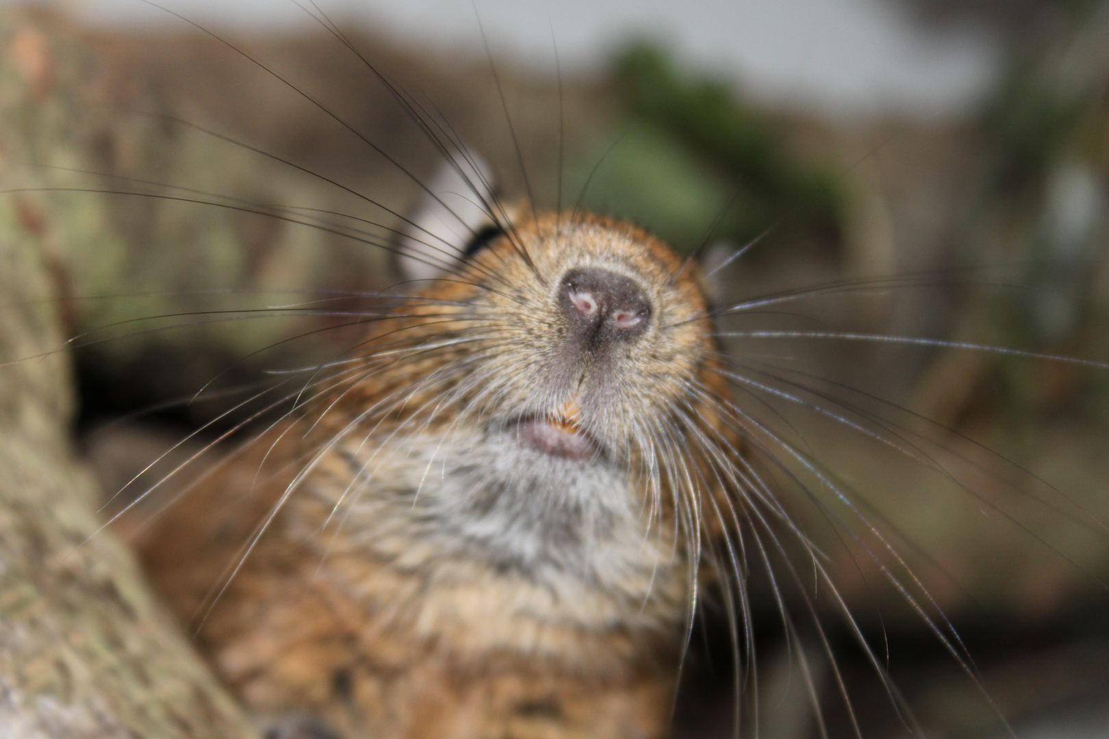 Degu Mojoh