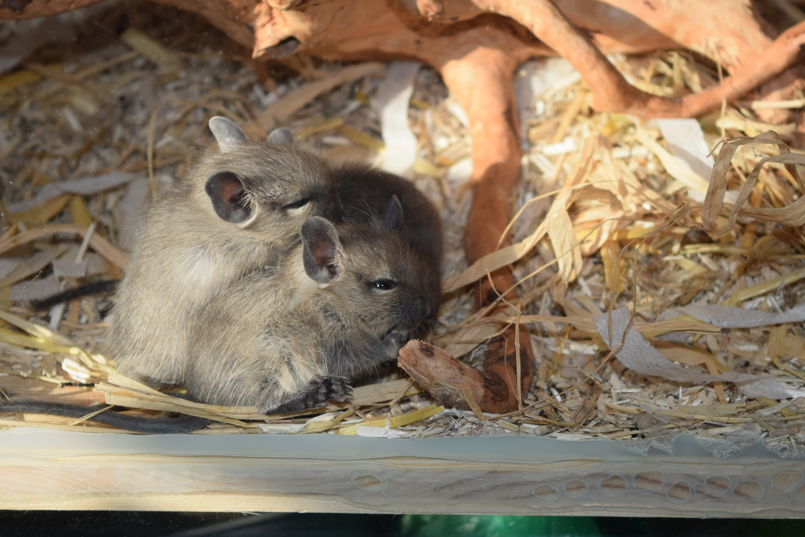 Degu-Nachwuchs3