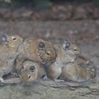 Degus