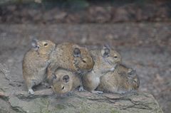 Degus