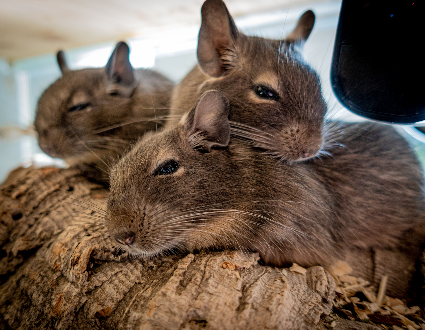 Degus