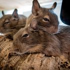 Degus