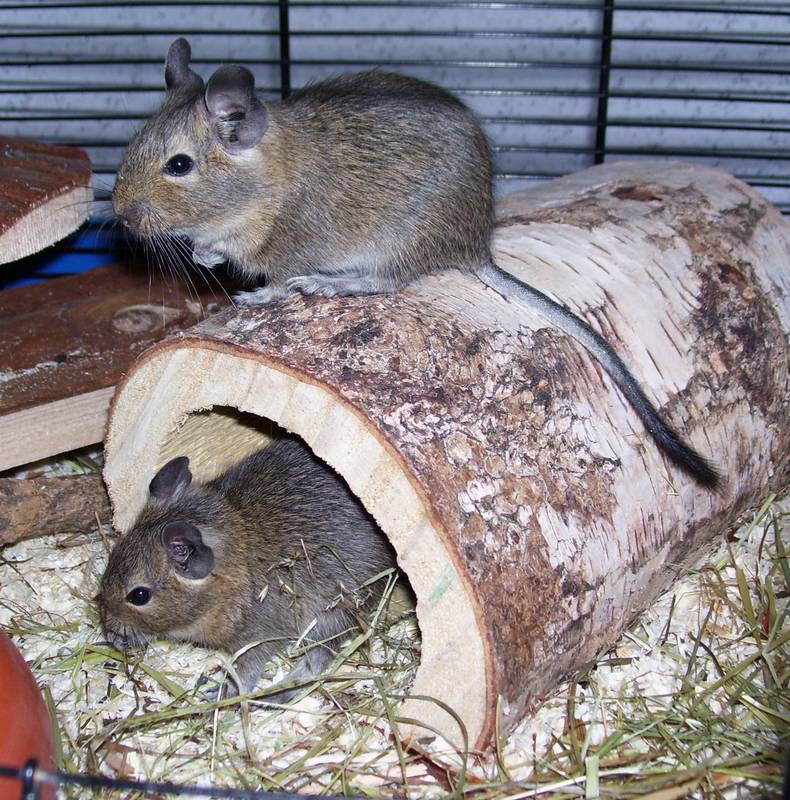 Degus