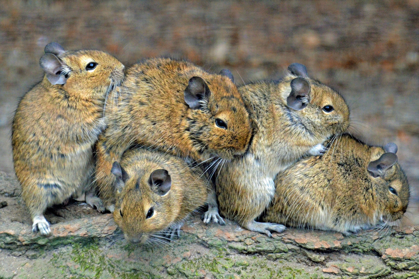 Degus