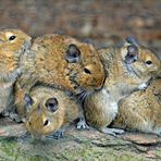 Degus