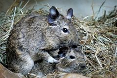 Degus