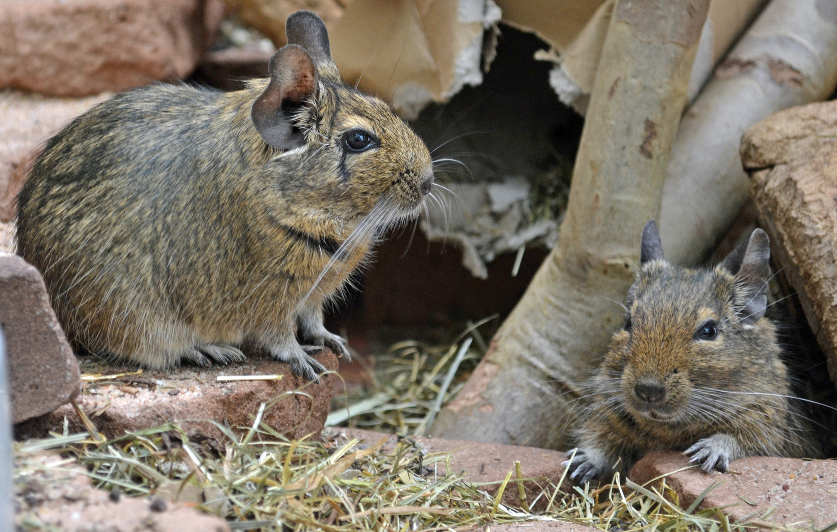 Degus in der Wilhelma