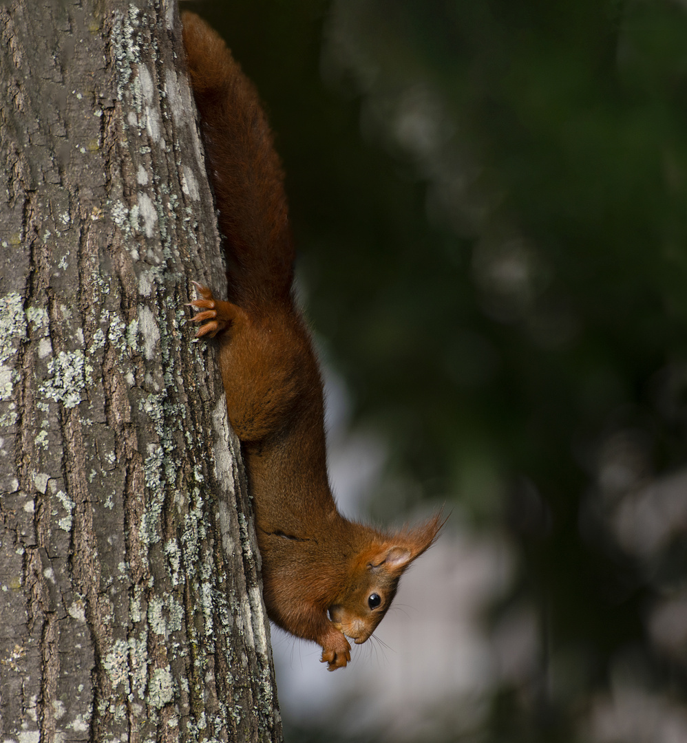 Dégustation acrobatique ! (Sciurus vulgaris, écureuil roux)