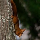 Dégustation acrobatique ! (Sciurus vulgaris, écureuil roux)