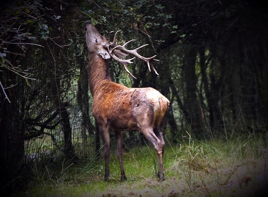 ...Dégustation de Monseigneur...