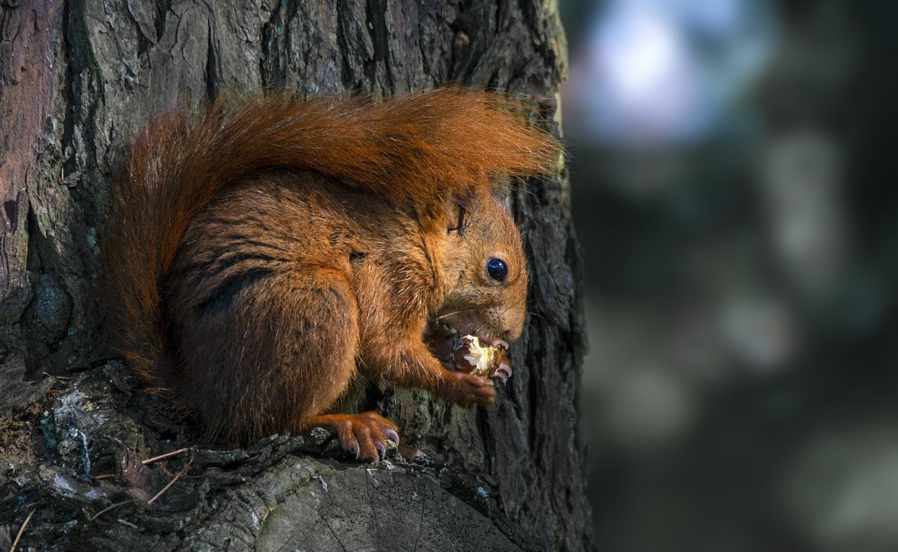 Dégustation de noix (Sciurus vulgaris, écureuil roux)