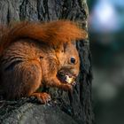 Dégustation de noix (Sciurus vulgaris, écureuil roux)