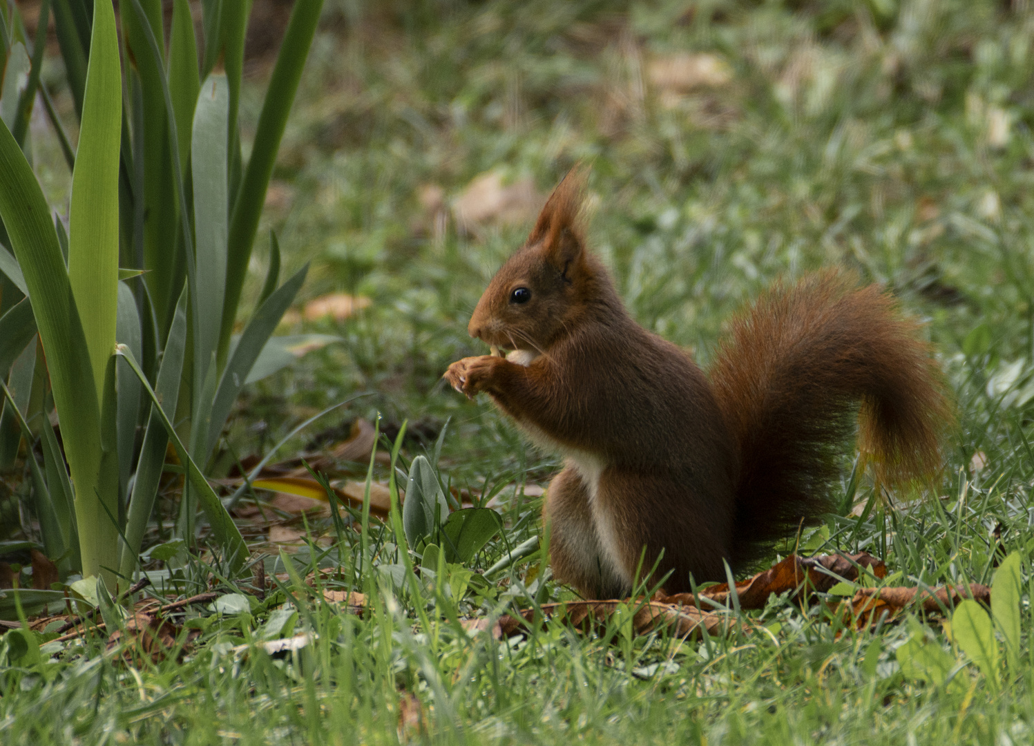 Dégustation (Sciurus vulgaris, écureuil roux)