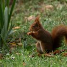 Dégustation (Sciurus vulgaris, écureuil roux)