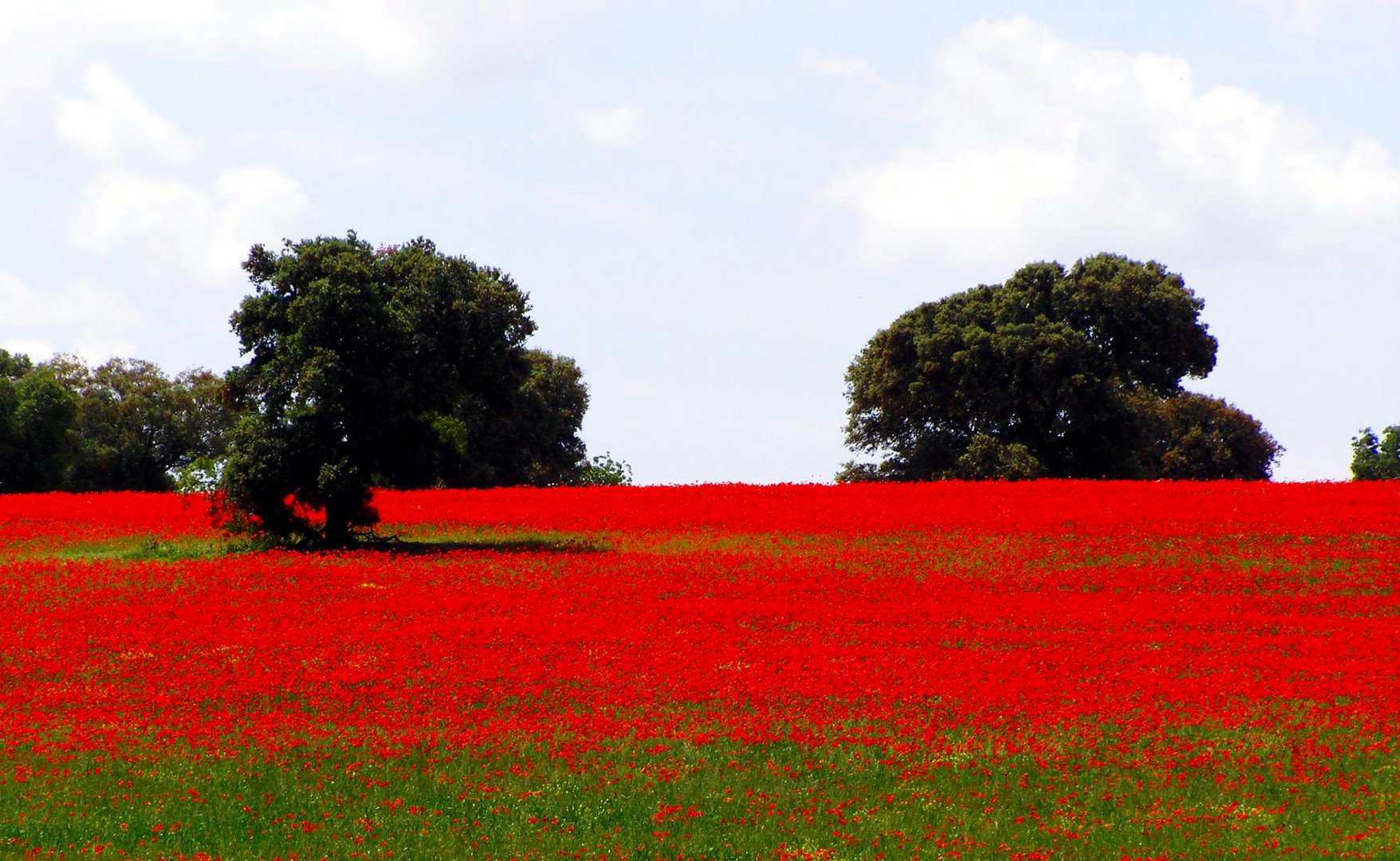 Dehesa con amapolas y encinas