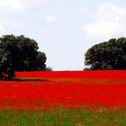 Dehesa con amapolas y encinas