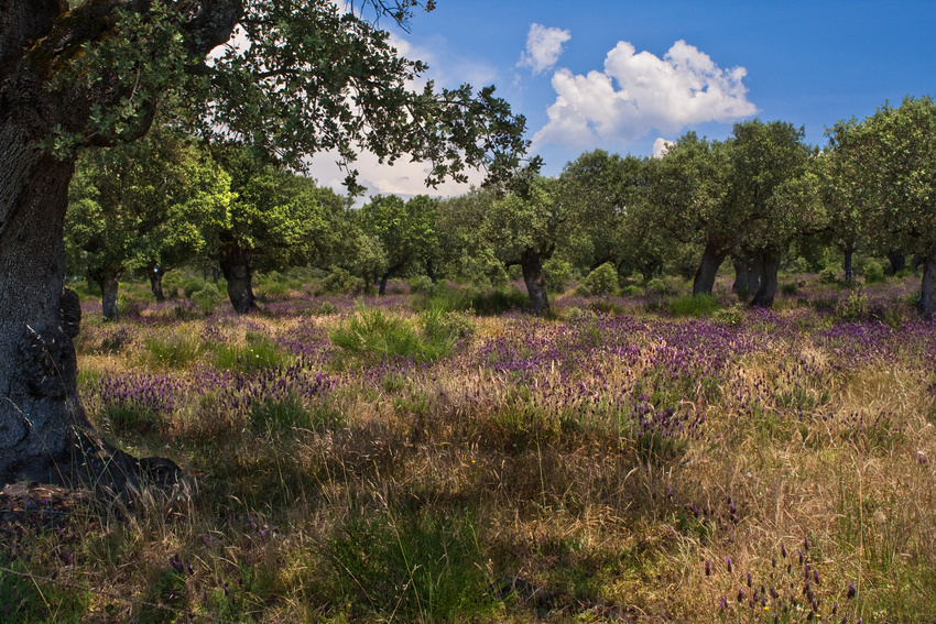 Dehesa Extremadura