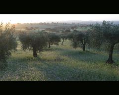 Dehesa, Extremadura; Sanien