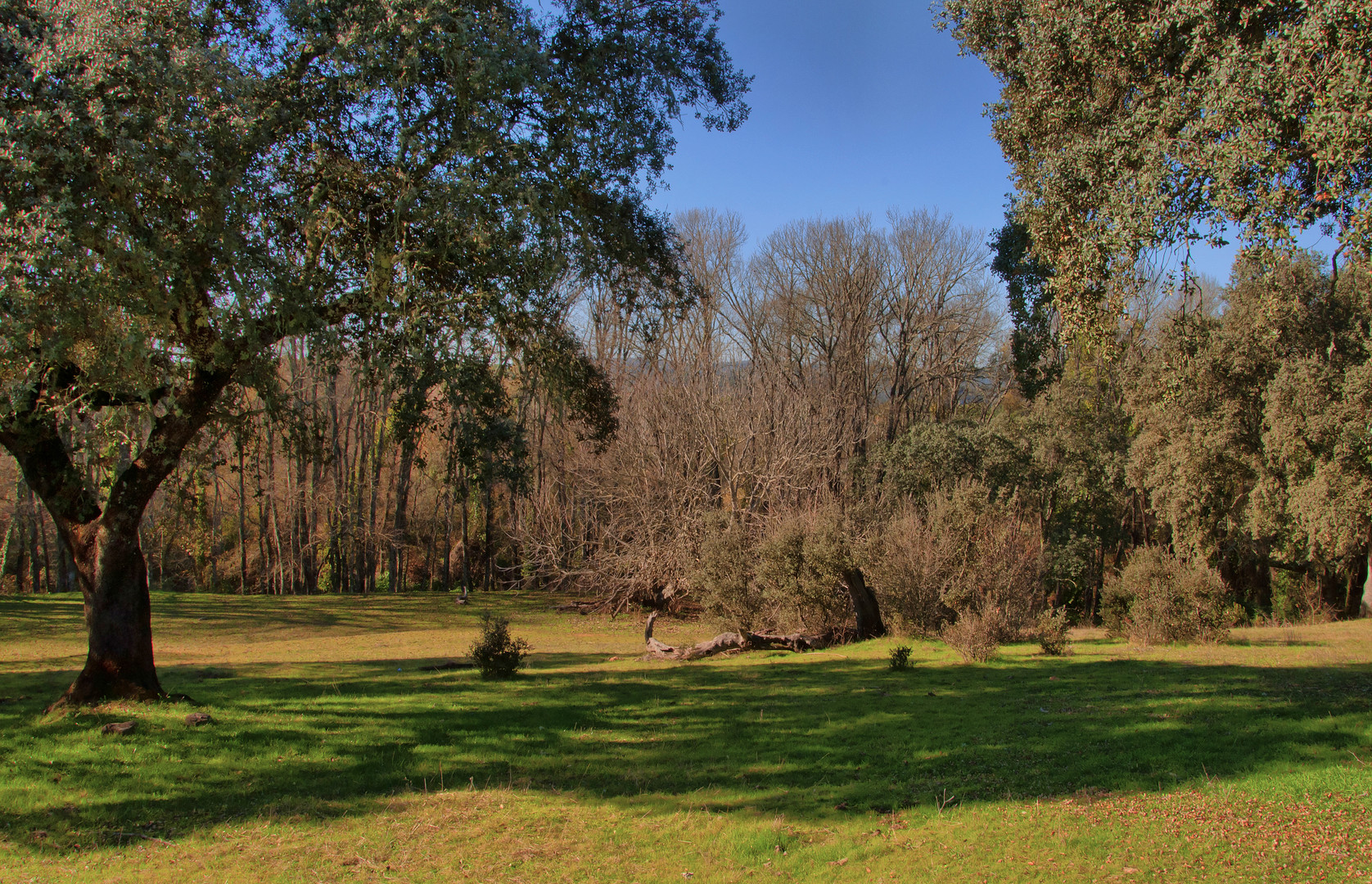 DEHESAS DEL ARROYO BEJARANO