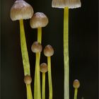 Dehnbarer Helmling (Mycena epipterygia)