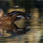 Dehnübung  am Goldteich __  Lichtmagie __ !