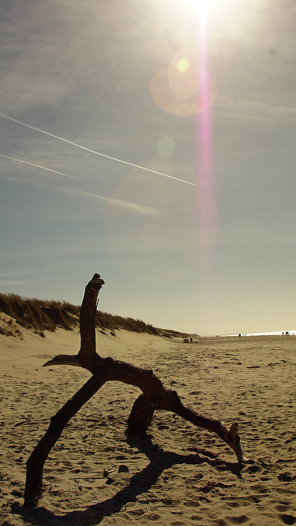 Dehnübung oder Strandgut???