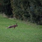 Dehnungsübung auf der Wiese