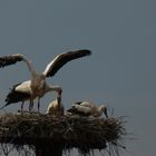 Dei Jungstörche leiden unter der Hitze. Ein Jungstorch fächelt sich Luft zu.