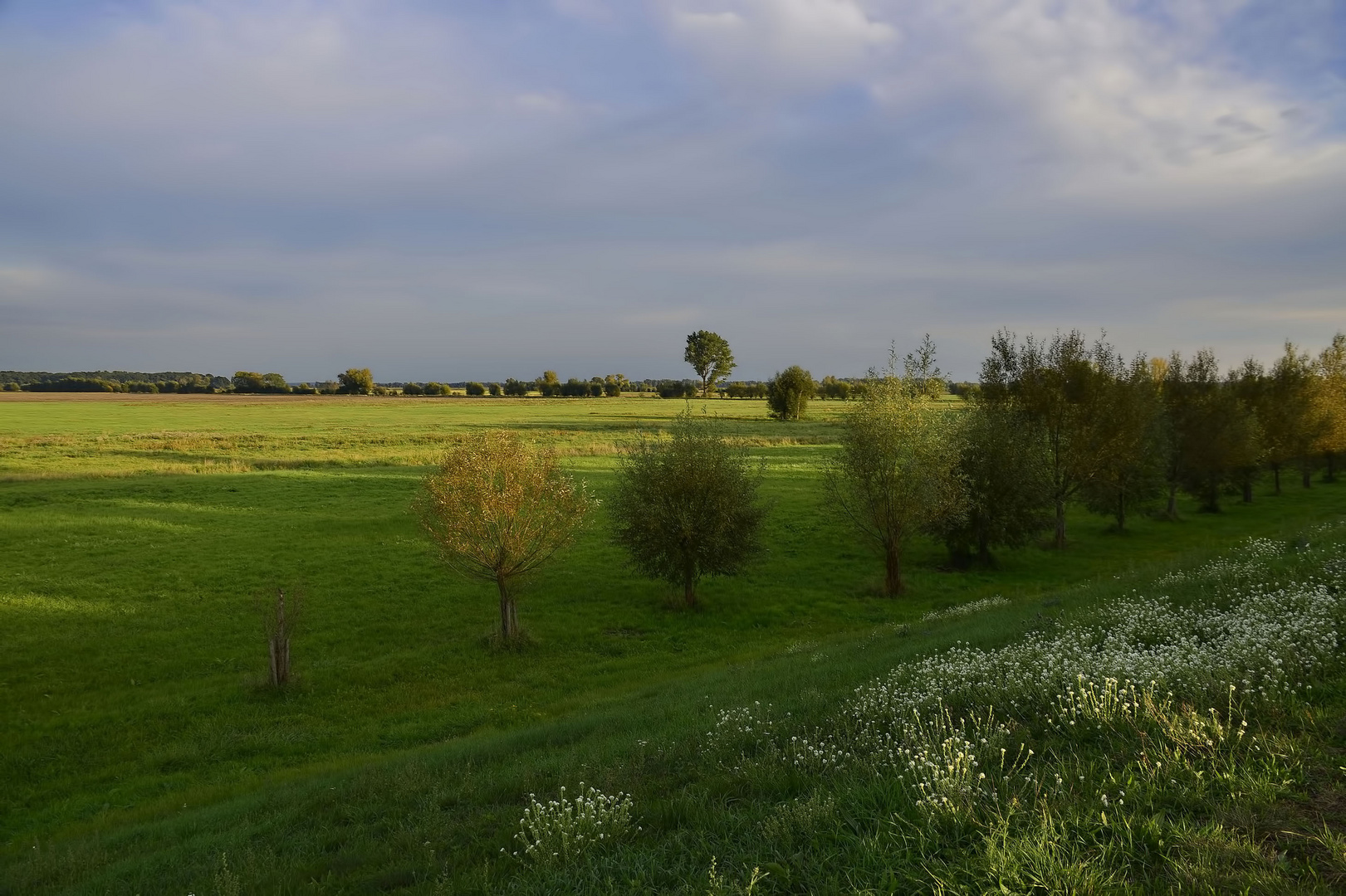 °Deich Blümchen°