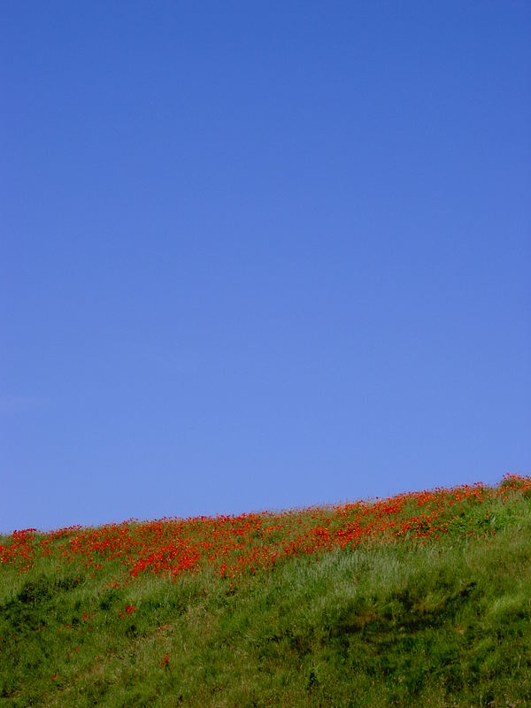 Deich mit Mohn in Zeeland, NL, 16.06.2006