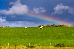 Deich, Regenbogen, Schafe, Nordfriesland