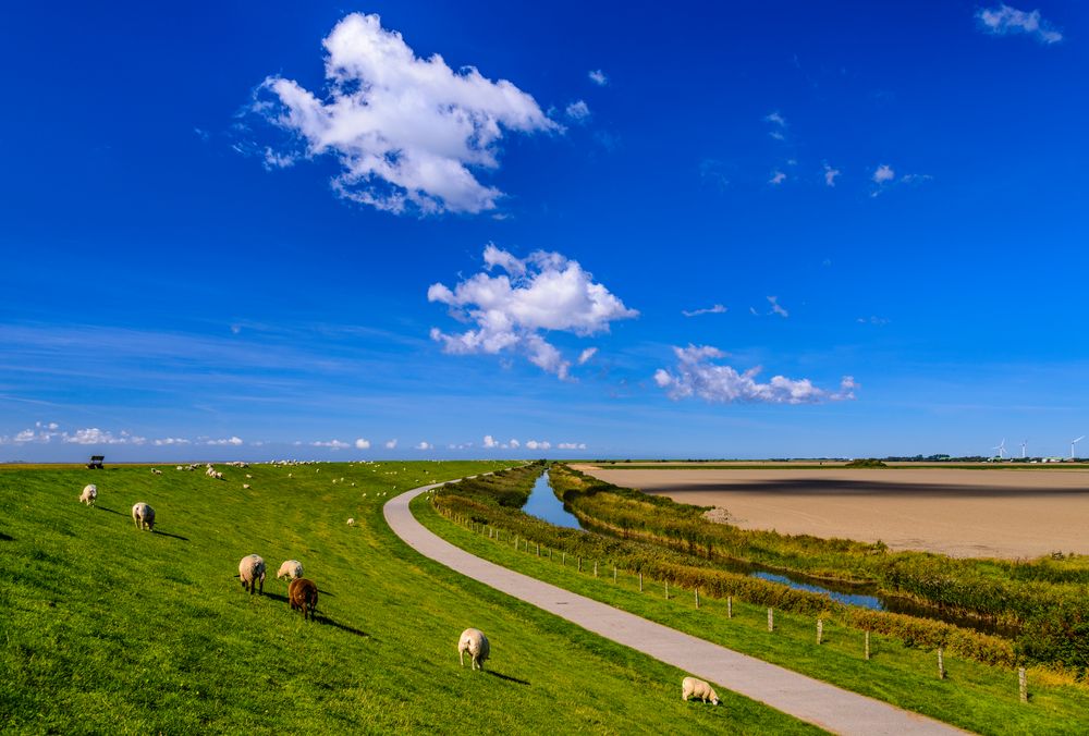 Deich, Schafe, Marschland, Nordfriesland