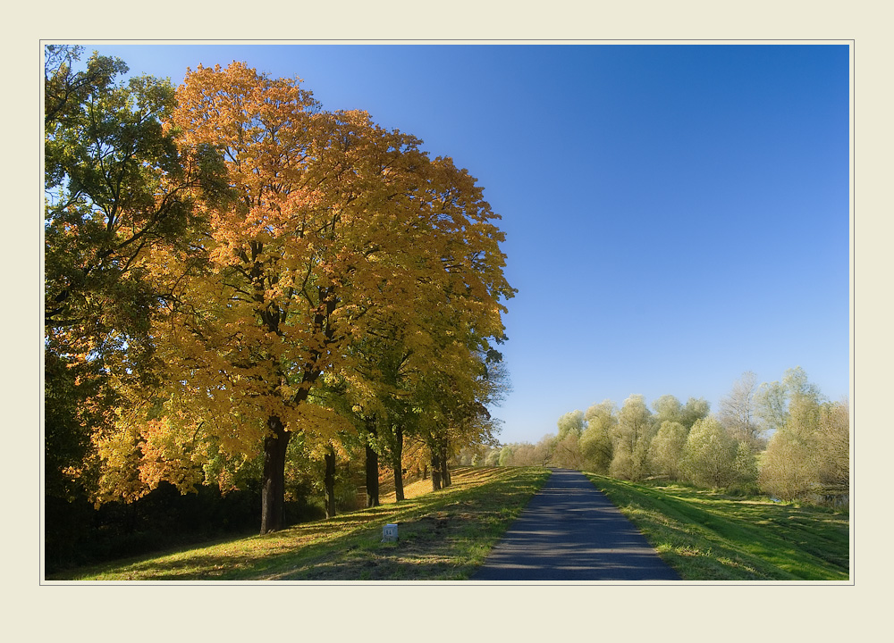 Deichallee im Herbstlicht