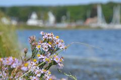 Deichblicke Insel Hiddensee 