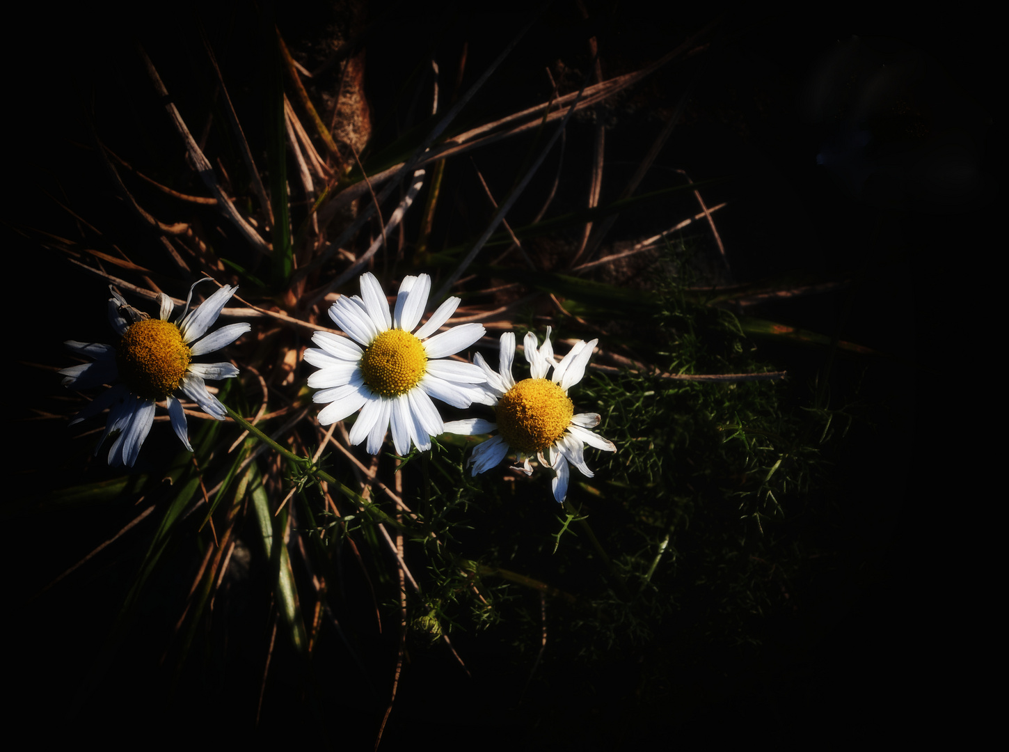 Deichblumen