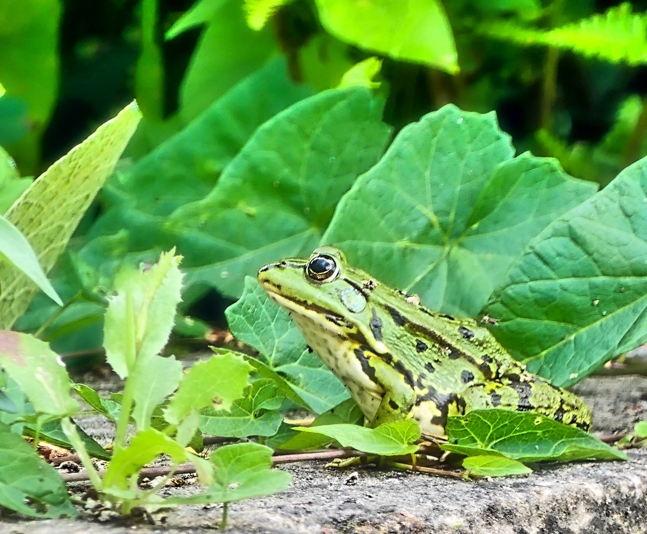 Deichfrosch