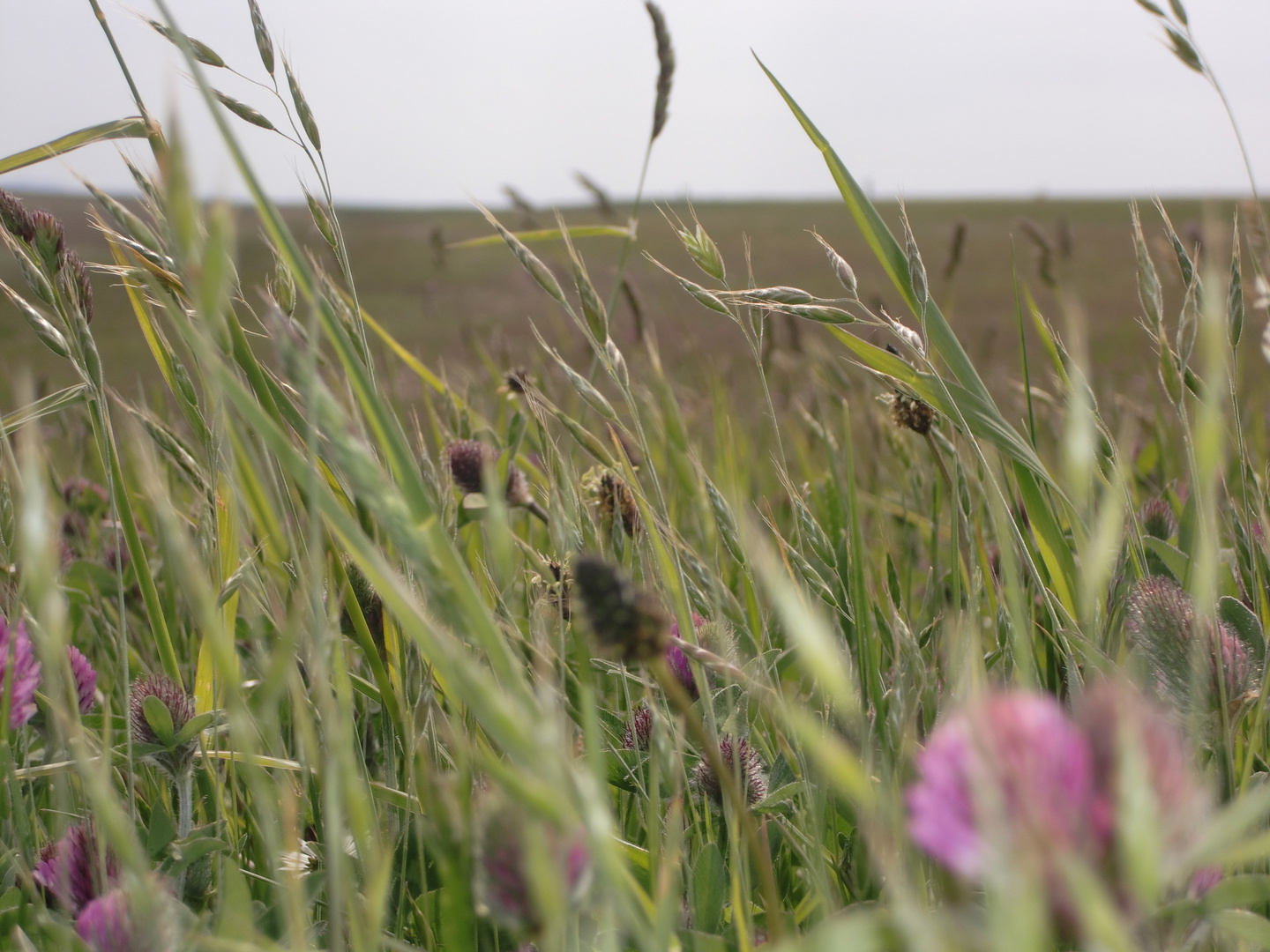 Deichgras auf Wangerooge