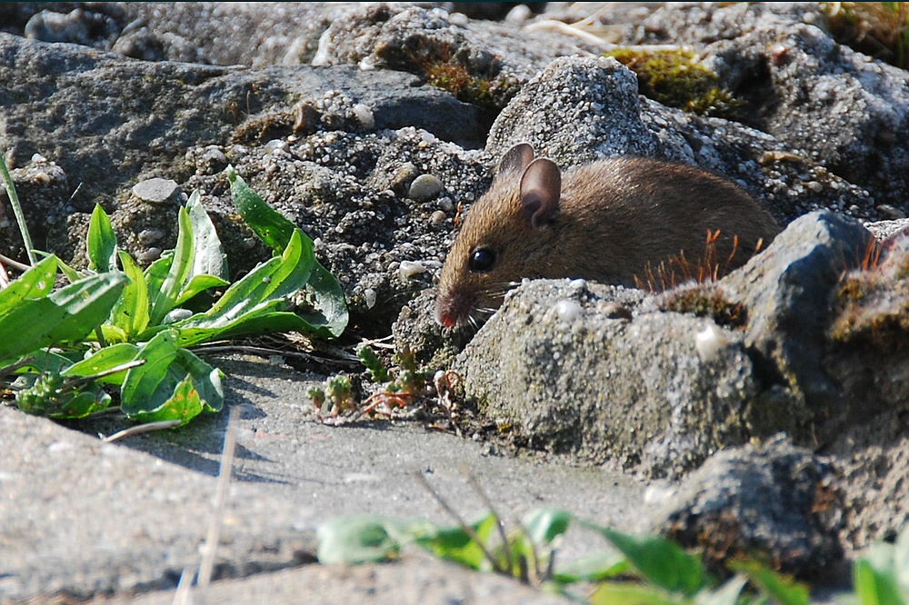 Deichmaus