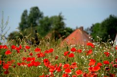 Deichmohn