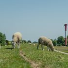 Deichpflege am Elbdeich bei Kollmar