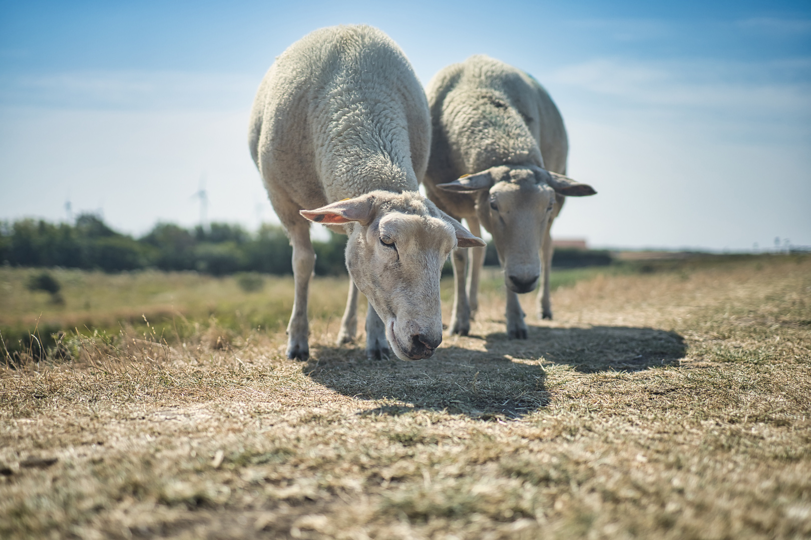 Deichrasenmäher auf Fehmarn