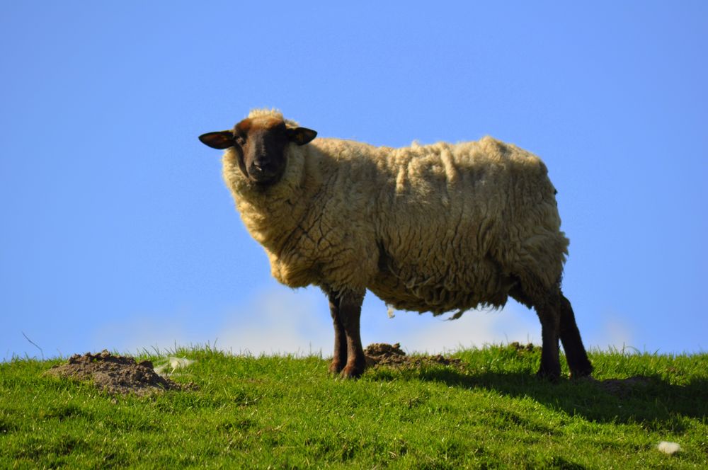 Deichschaf