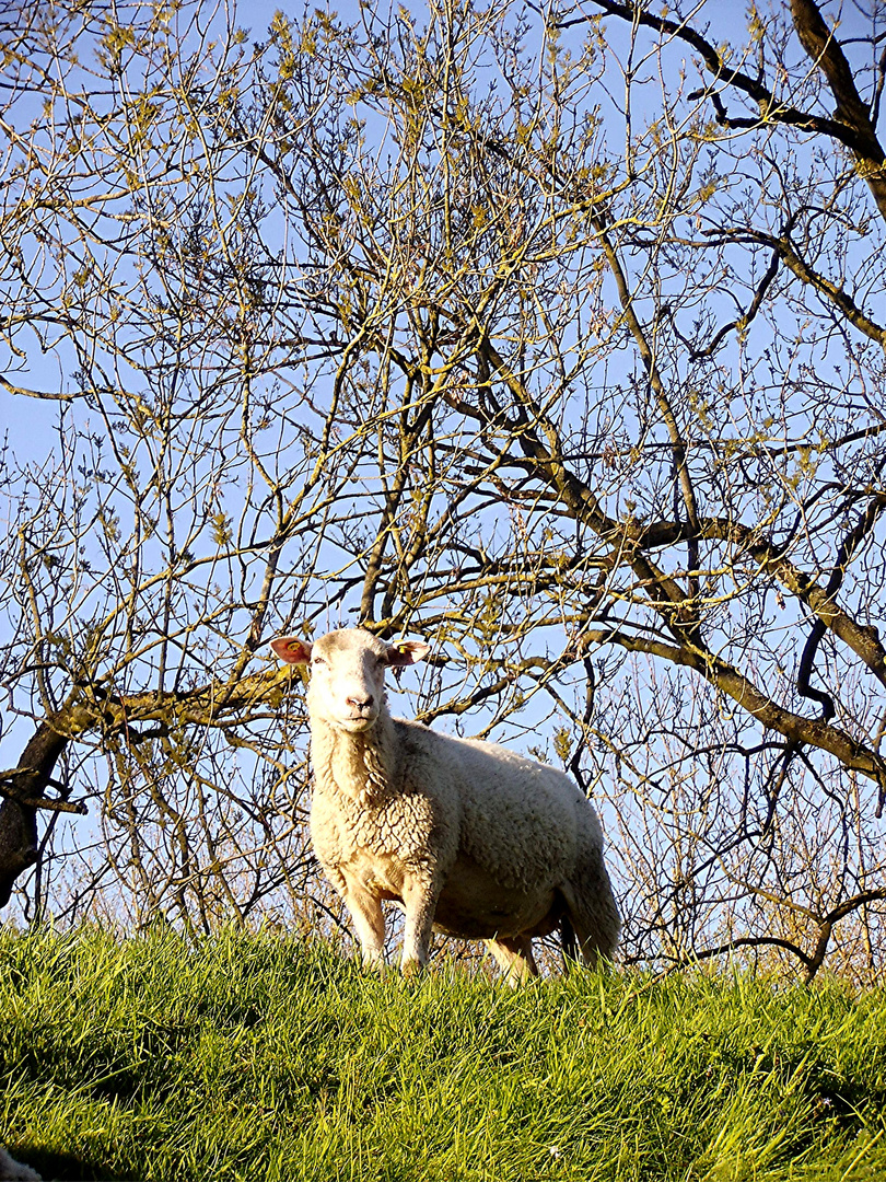 Deichschaf