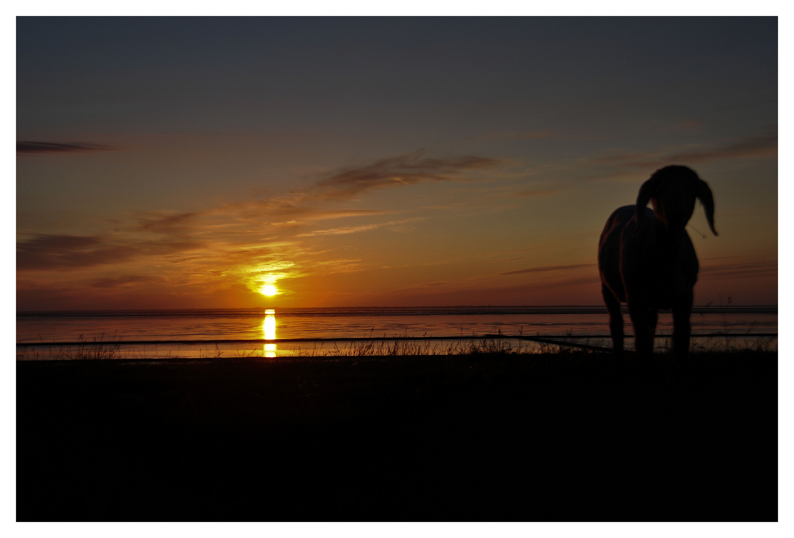 Deichschaf im Sonnenuntergang 2