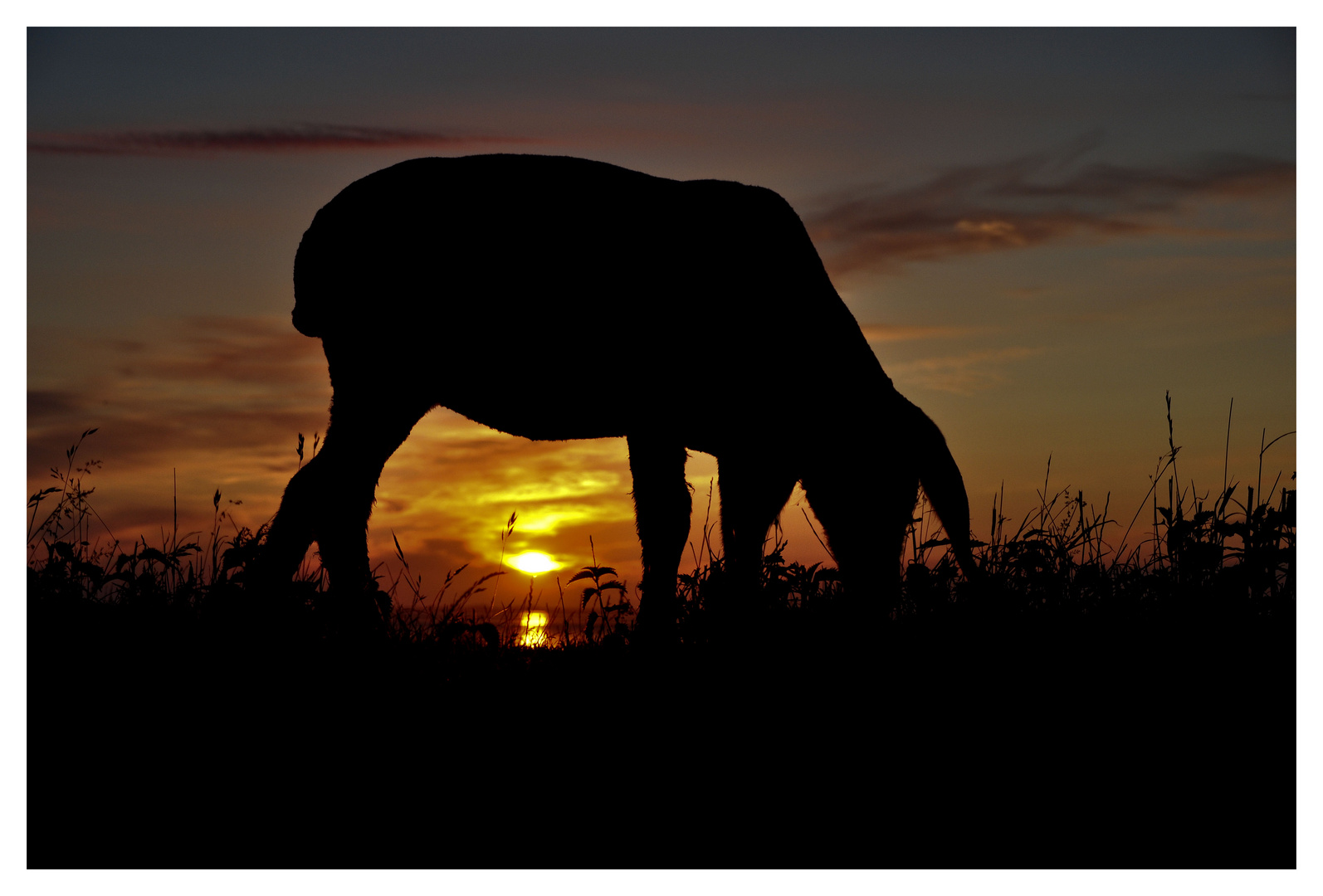 Deichschaf im Sonnenuntergang 3