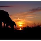 Deichschaf im Sonnenuntergang