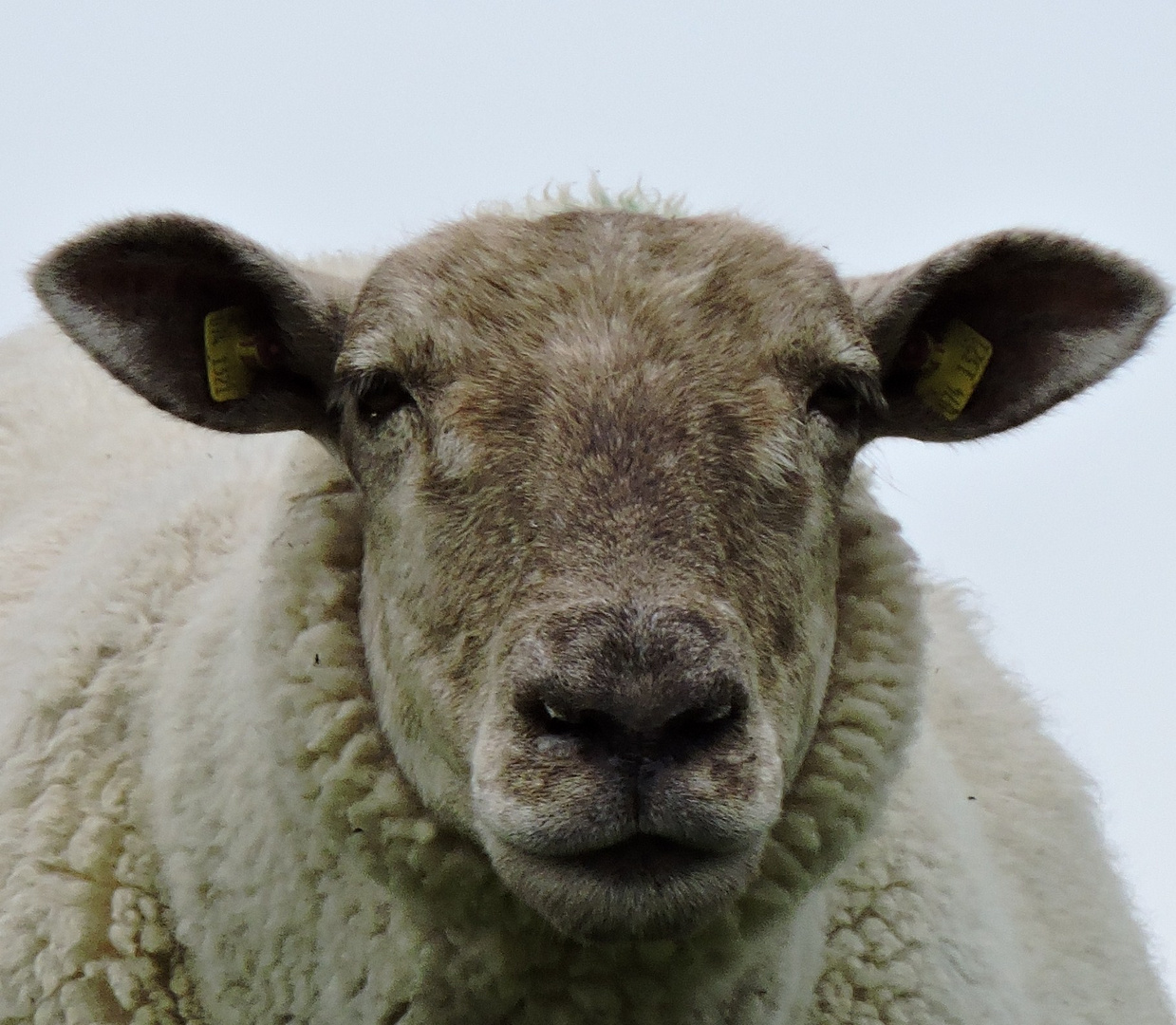 Deichschaf im Winterpelz