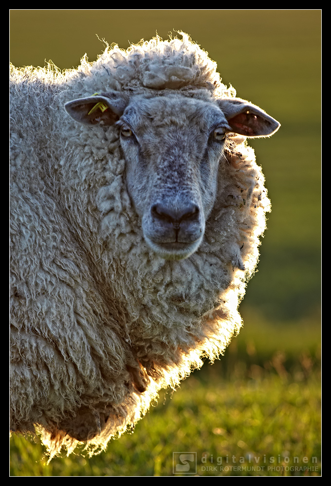 Deichschaf Protrait