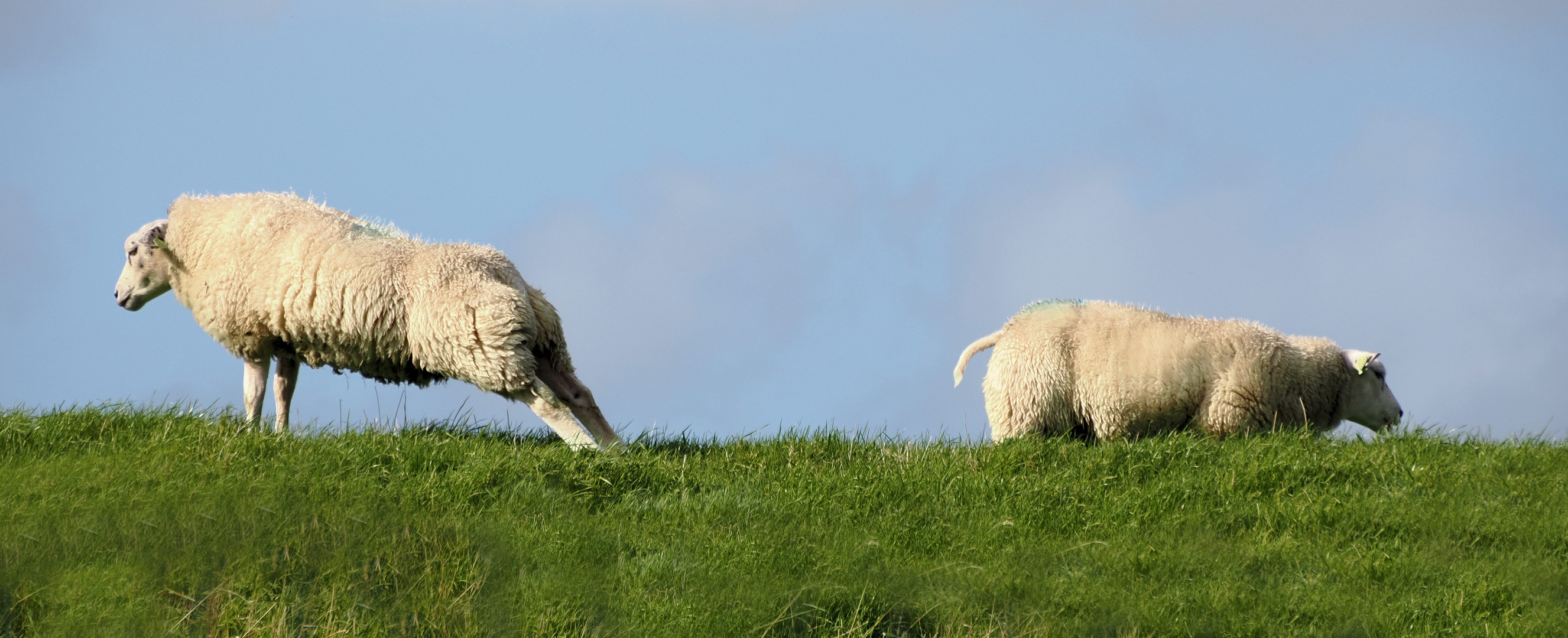 Deichschaf stretching …